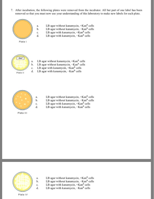 7. After incubation, the following plates were