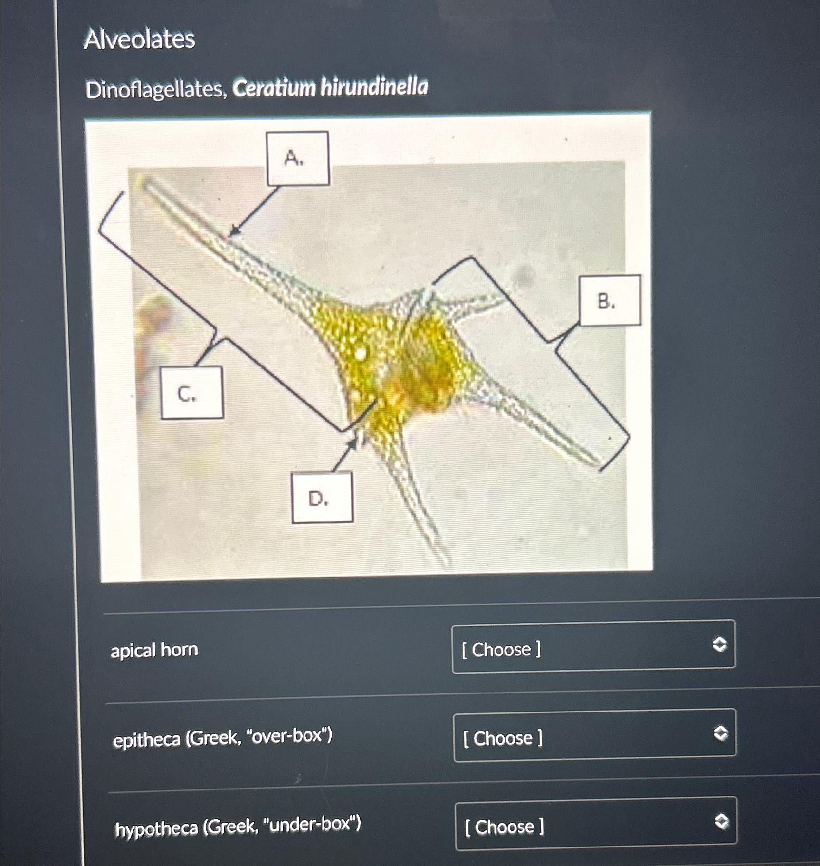 Shining light on dinoflagellate photosystem I | Nature Communications, image size:1683x1777