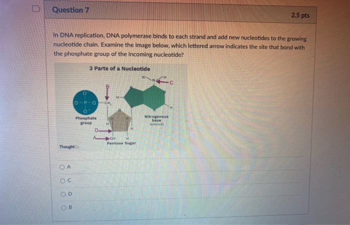 Solved D Question 7 2.5 pts In DNA replication, DNA | Chegg.com