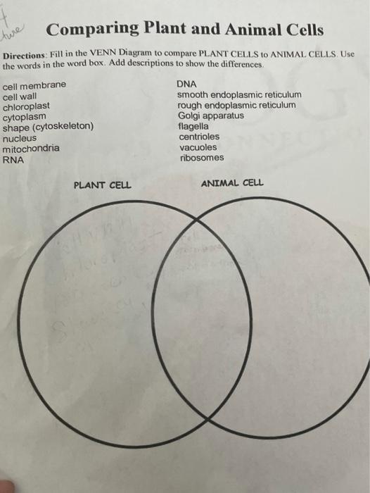 Solved ture Comparing Plant and Animal Cells Directions Fill 