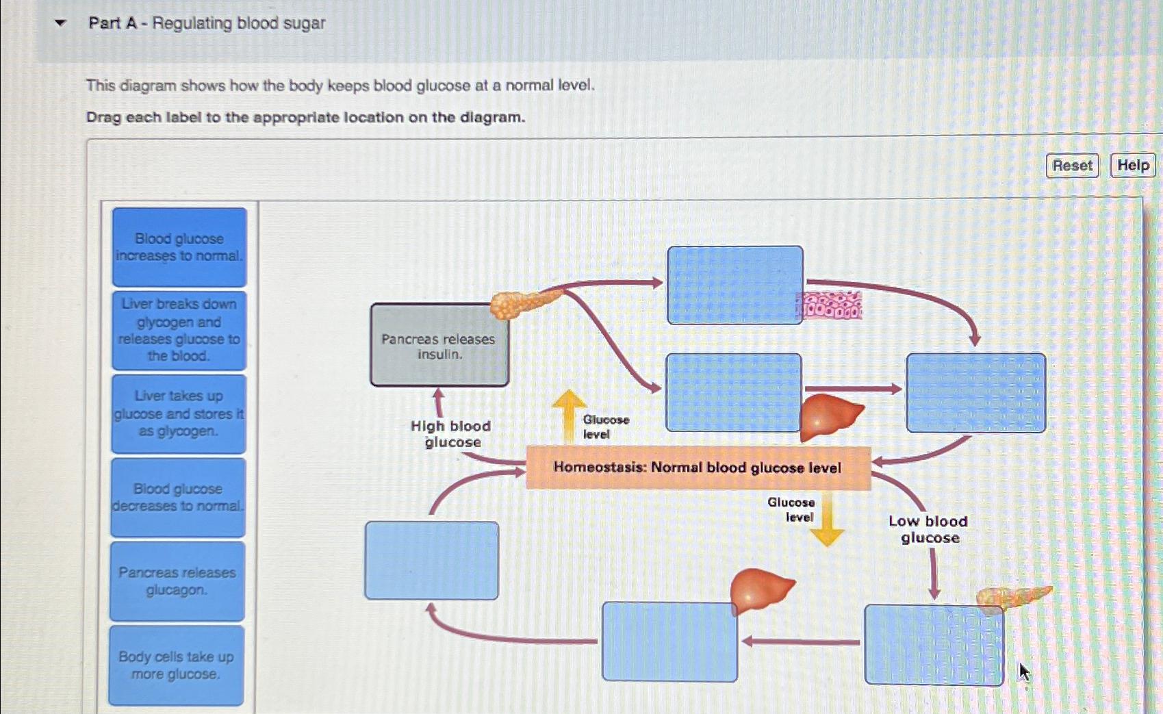 solved-part-a-regulating-blood-sugarthis-diagram-shows-chegg