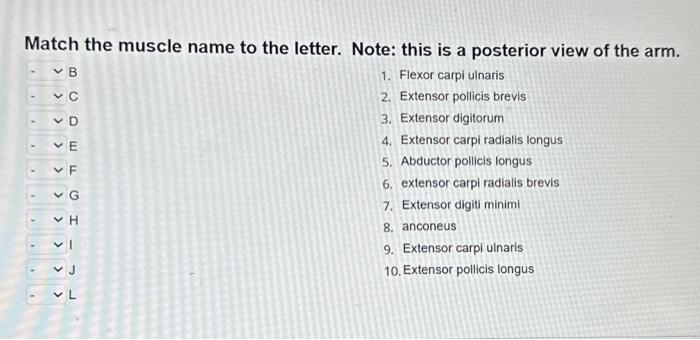 Solved Match the muscle name to the letter. Note: this is a | Chegg.com