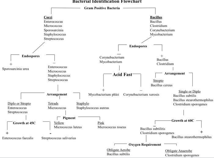 gram negative bacteria classification