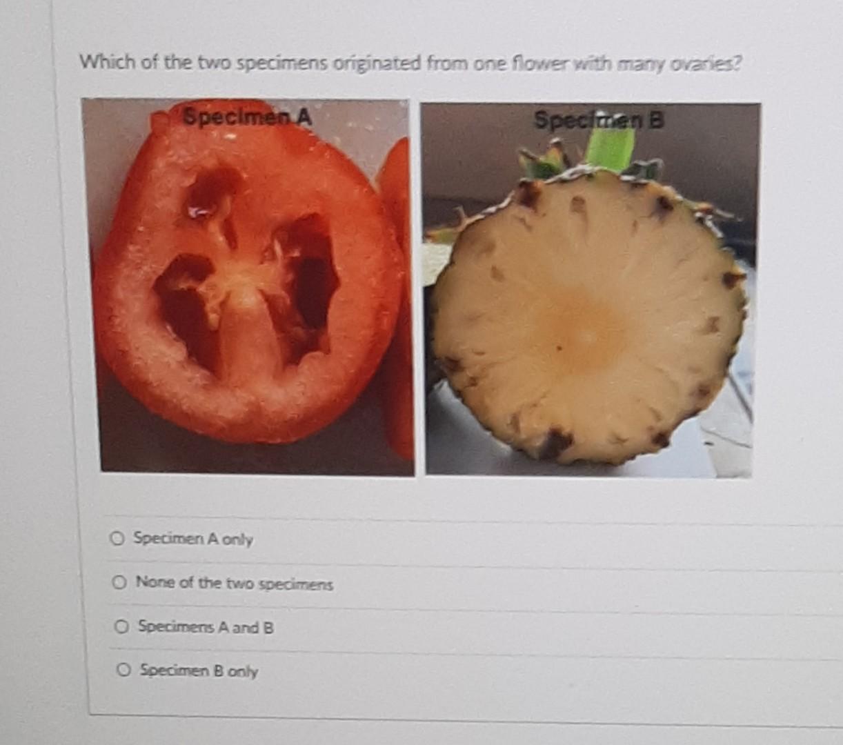 Solved Which of the two specimens originated from one flower