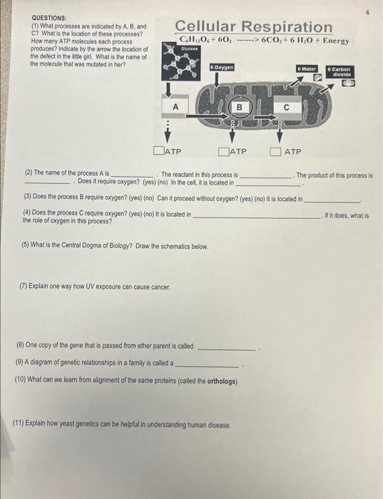 Solved QUESTIONS: (1) What Processes Are Indicated By A, B, | Chegg.com