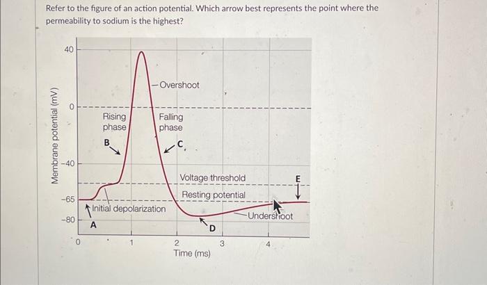 Solved Refer To The Figure Of An Action Potential. Which | Chegg.com