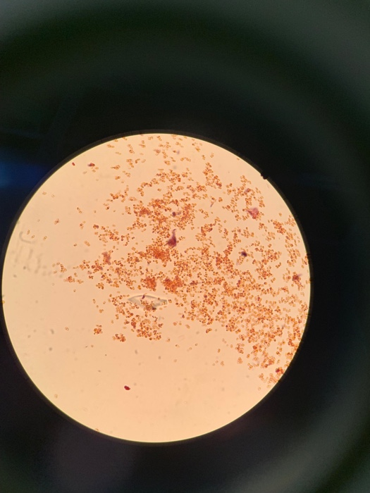 Solved In the following images, identify atleast 3 or more | Chegg.com