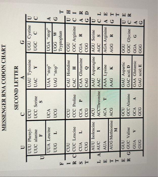 MESSENGER RNA CODON CHART