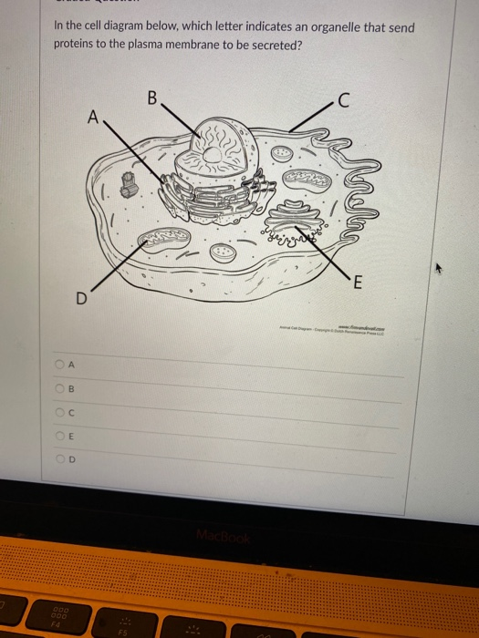 Solved In the cell diagram below, which letter indicates an | Chegg.com