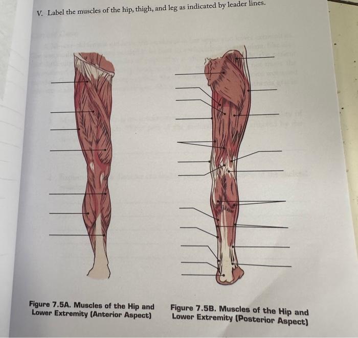 Solved II. Label the muscles of the trunk as indicated by | Chegg.com