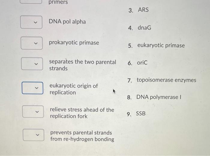 Solved Match Each Enzyme Or Protein With Its Function In | Chegg.com