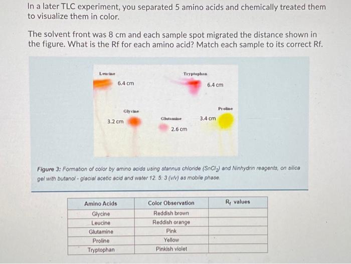 Solved In a later TLC experiment, you separated 5 amino