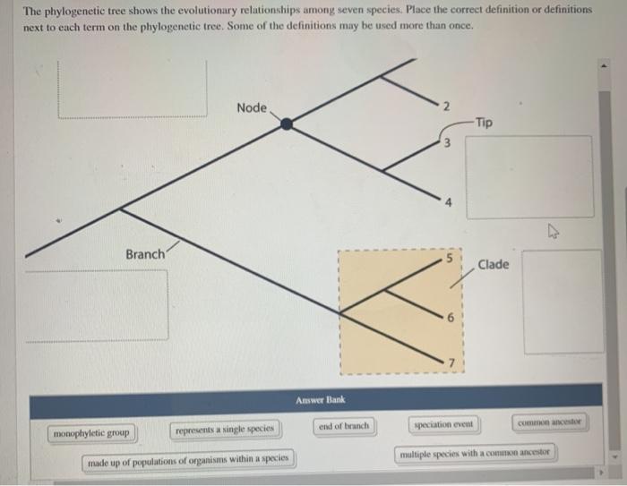 The phylogenetic tree shows the evolutionary | Chegg.com