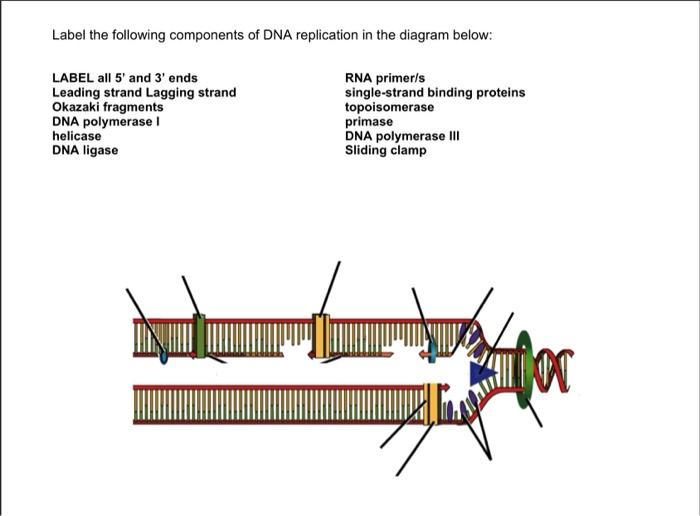 Solved Label the following components of DNA replication in | Chegg.com
