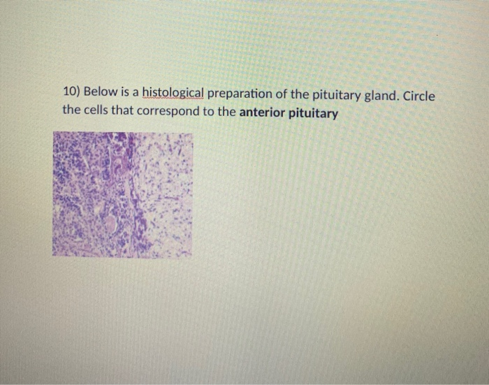 anterior pituitary gland histology