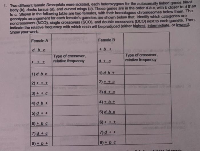 1. Two Different Female Drosophila Were Isolated, | Chegg.com