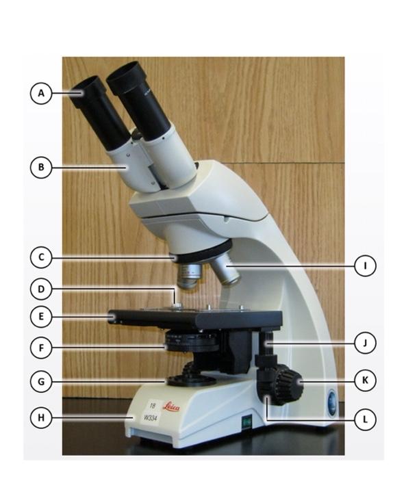 Solved give name and function for each structure labeled