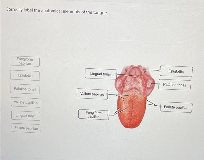 Correctly Label the Anatomical Elements of the Tongue.