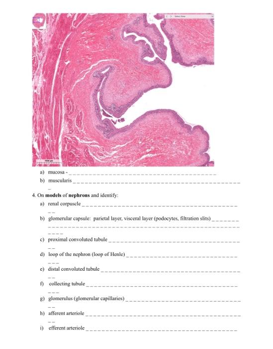 Solved 1. Study models (torso, kidney) and diagrams and | Chegg.com