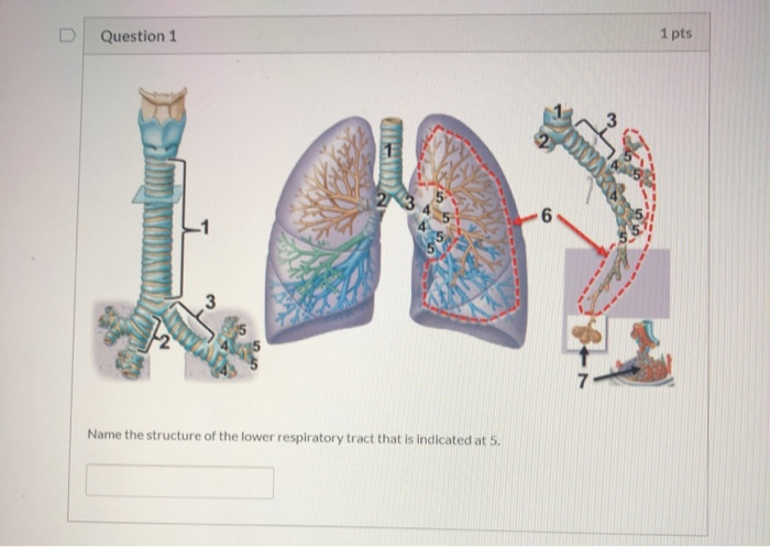 Solved Name the structure of the lower respiratory tract | Chegg.com