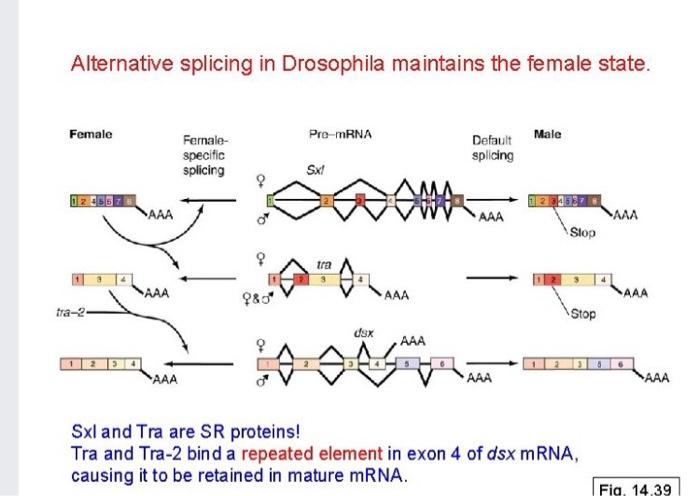 Solved Alternative splicing in Drosophila maintains the | Chegg.com