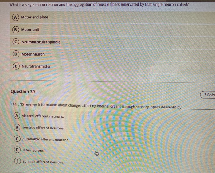 Solved What is a single motor neuron and the aggregation of | Chegg.com