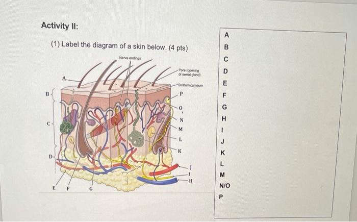 human skin diagram without labels
