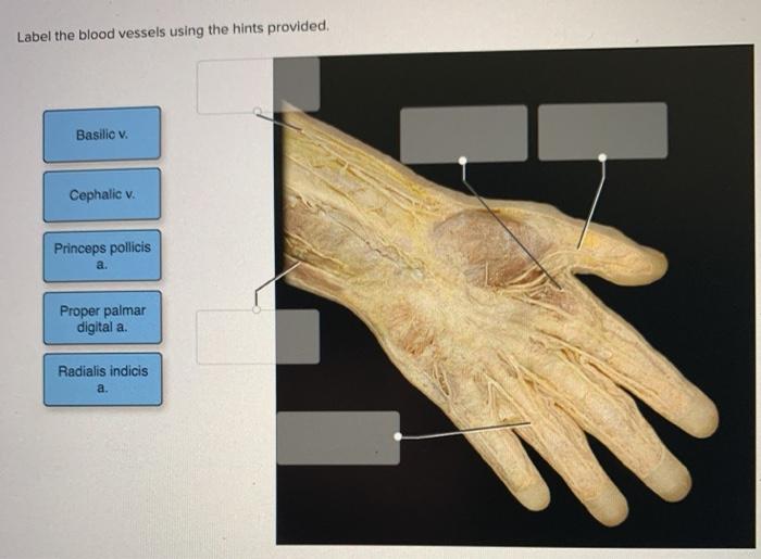 Solved Label the blood vessels using the hints provided. | Chegg.com