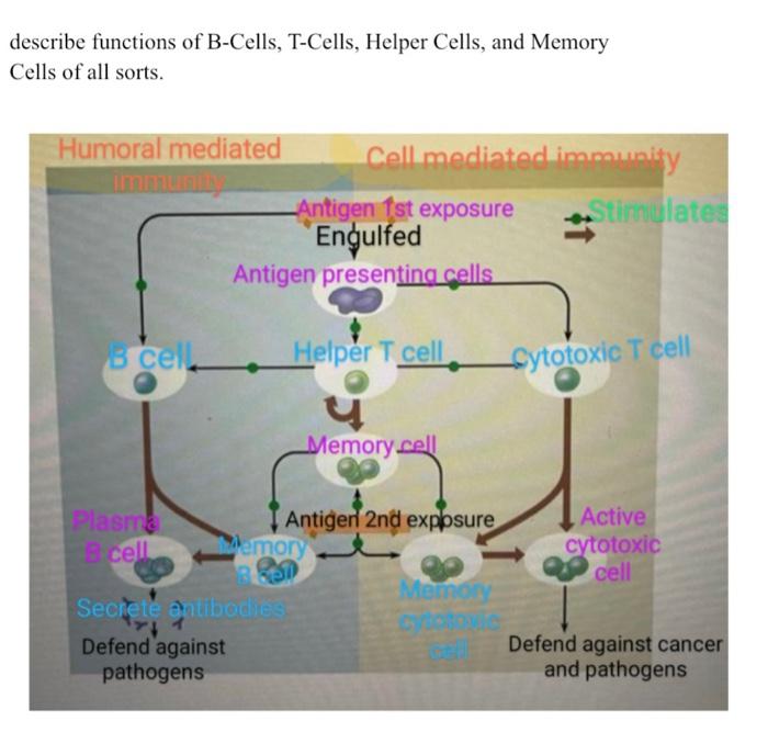 describe the functions of t cells b cells and macrophages