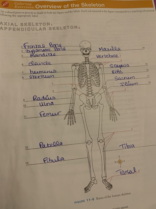 Solved: Coloring Exercises: Overview Of The Skeleton Jse C ...