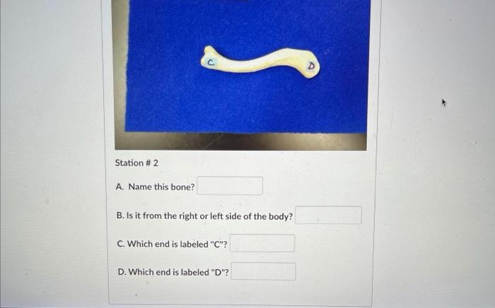 Solved Station #2 A. Name This Bone? B. Is It From The Right | Chegg.com