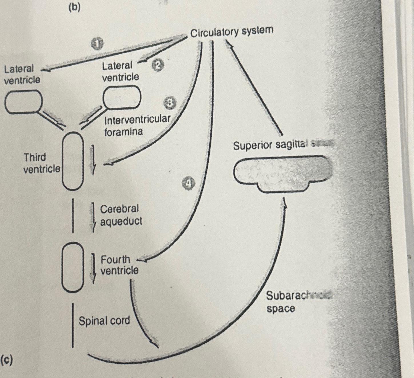 Solved (b) | Chegg.com