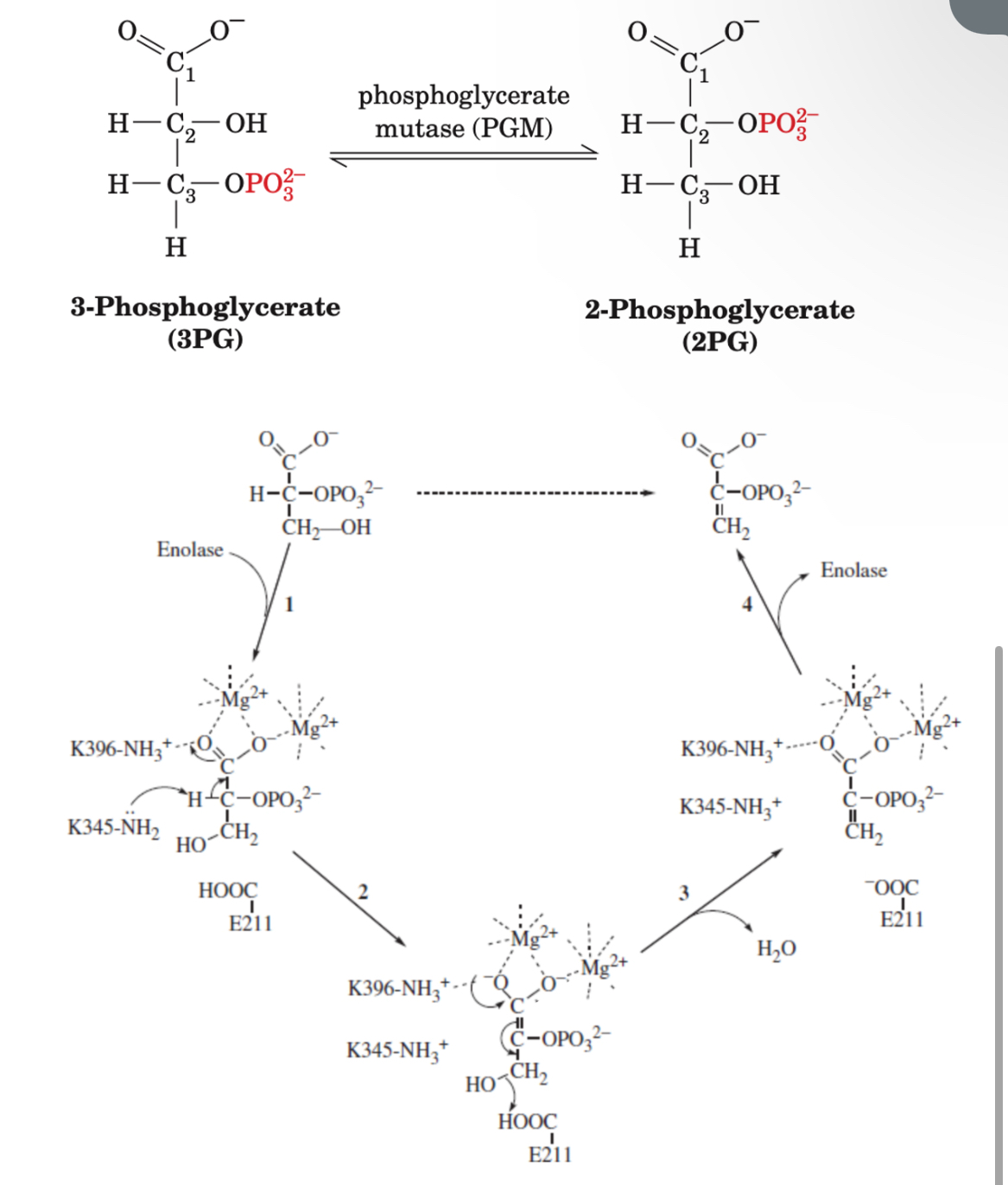 Solved Phosphoglycerate mutase catalyzes the isomerization | Chegg.com