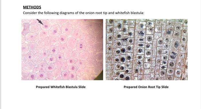 mitotic index experiment