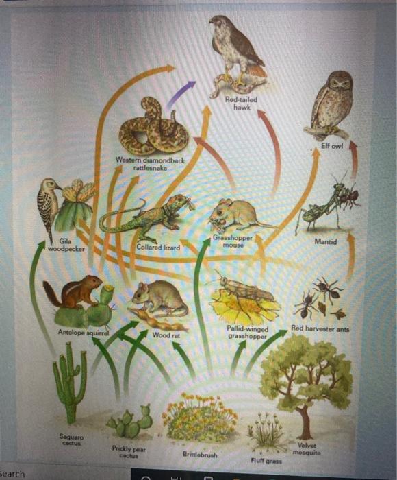 Solved In this food web, the western diamondback rattlesnake