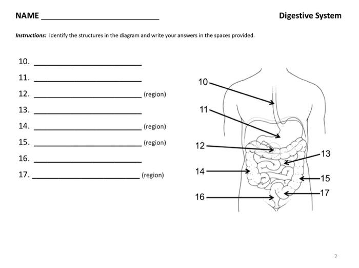 Solved NAME Digestive System Instructions: Identify the | Chegg.com