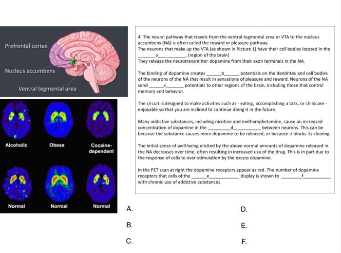 reward part of the brain ventral tegmental area