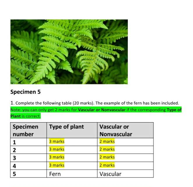 types of seedless vascular plants