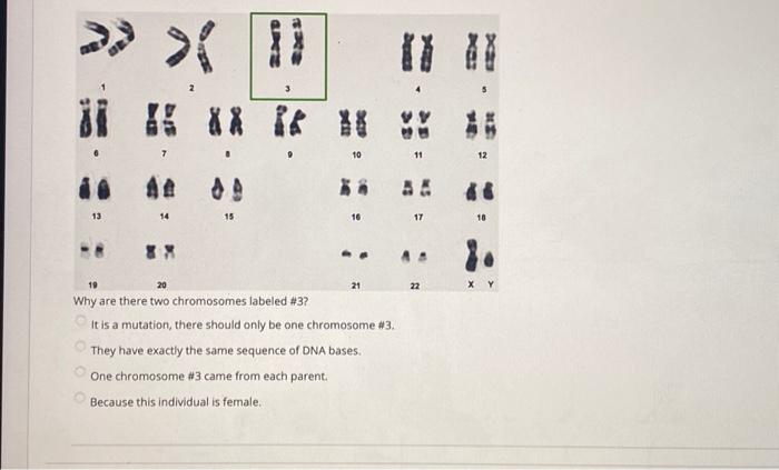 Solved Why are there two chromosomes labeled #3 ? It is a | Chegg.com