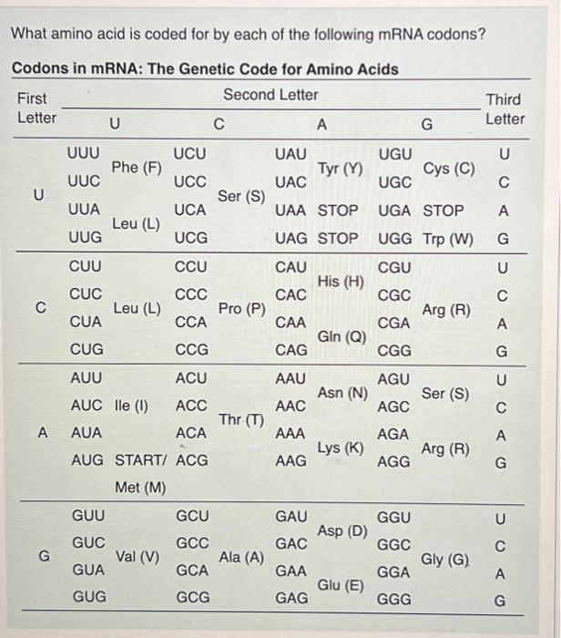 Solved What amino acid is coded for by each of the following | Chegg.com