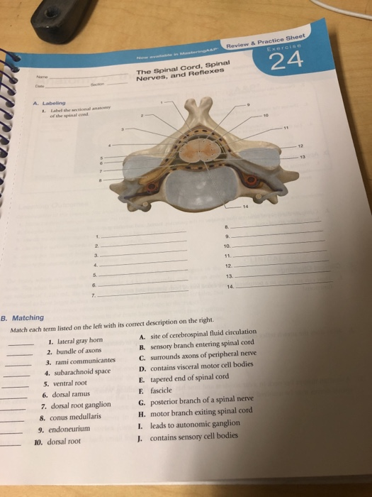 Review & Practice Sheet 24 The Spinal cord, Spinal | Chegg.com