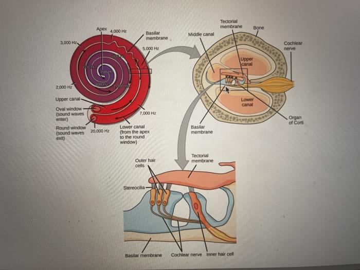 Solved 1. Draw a multipolar neuron. Label and list the | Chegg.com