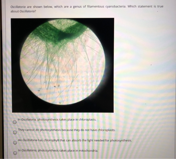 Oscillatoria are shown below, which are a genus of