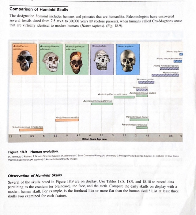 Comparison of Hominid Skulls The designation hominid | Chegg.com