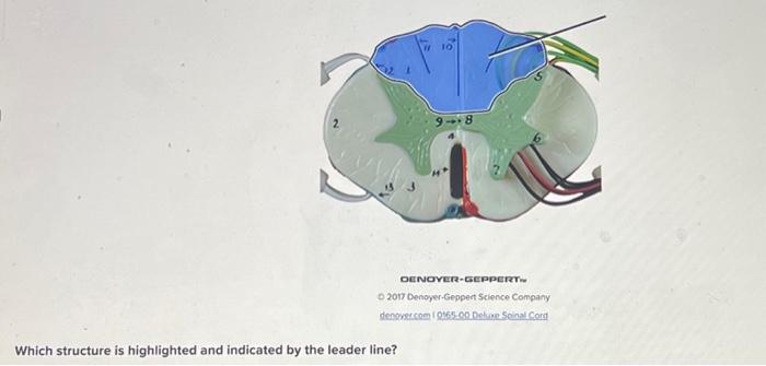 Solved 9- 8 Which structure is highlighted and indicated by