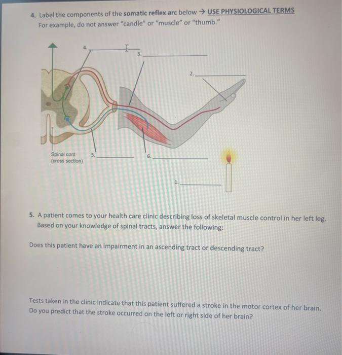 Solved 4. Label the components of the somatic reflex arc | Chegg.com