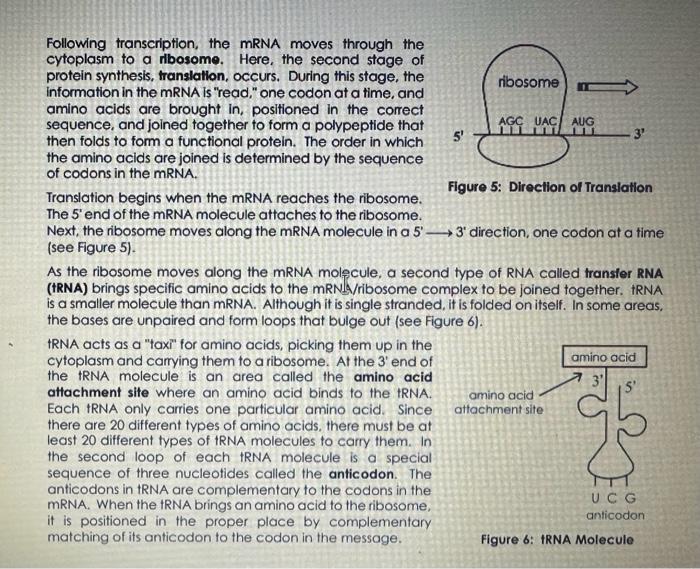 Exercise 4: Transiation Comblete the drawina below | Chegg.com