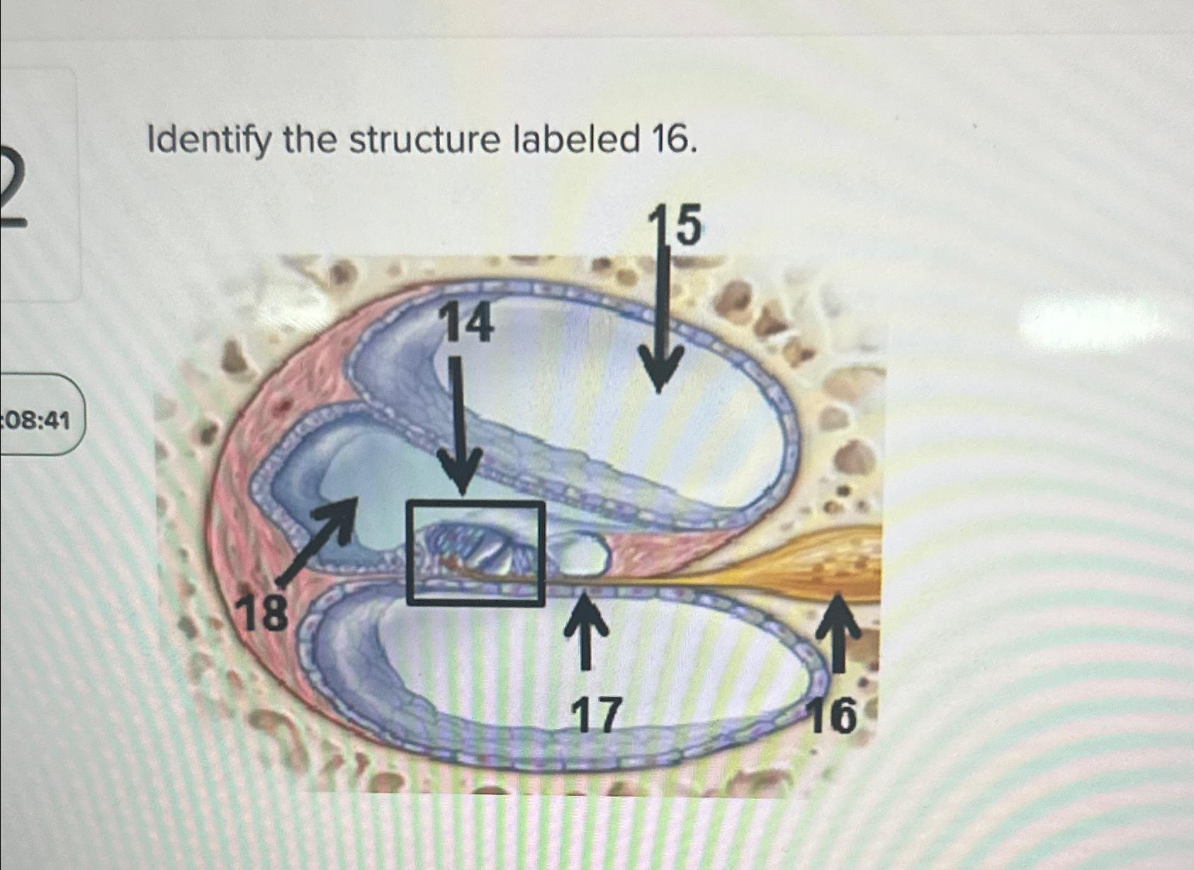 Solved Identify The Structure Labeled 16. | Chegg.com