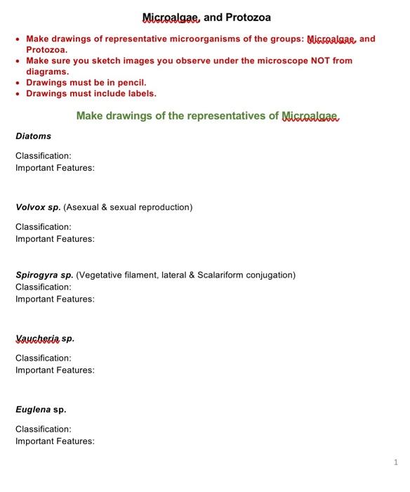 Solved Microalgae and Protozoa • Make drawings of | Chegg.com