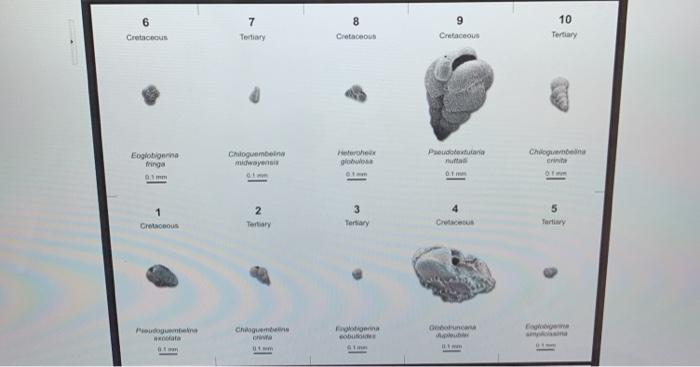 Solved Question:::: The outward appearance, or morphology, | Chegg.com